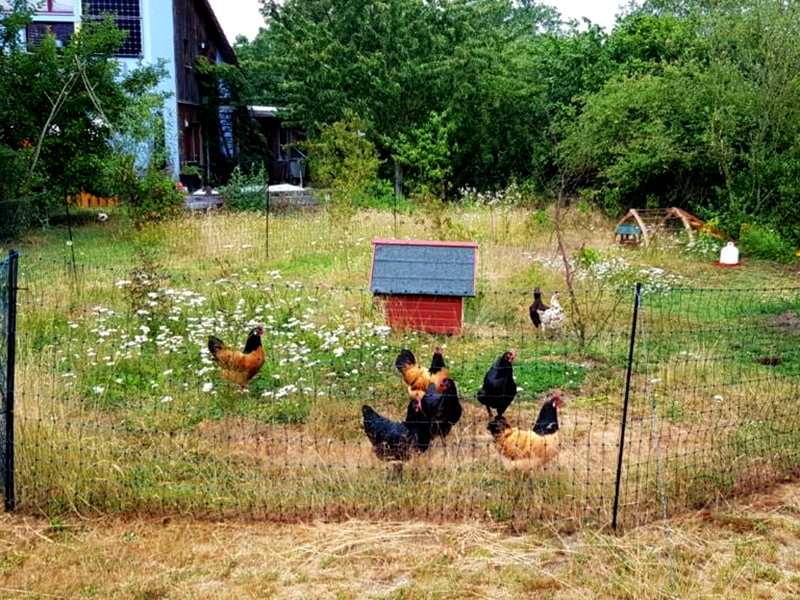 Dekoratives Foto des Hühnergeheges in der Siedlung Neumühlen. Zu sehen sind ein paar Hühner in einem eingezäunten Bereich im Garten.